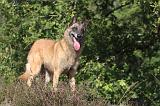 MALINOIS 056